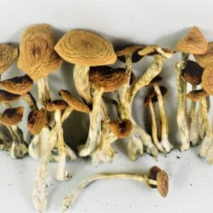 penis envy mushrooms