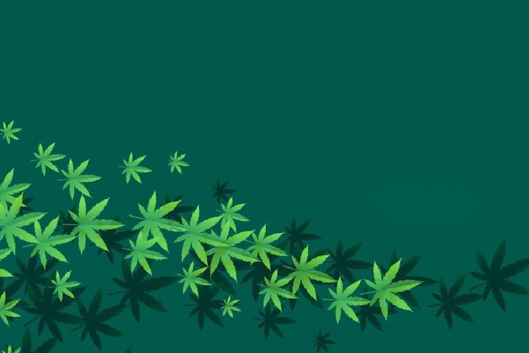 Things to Consider When Applying for a Medical Marijuana Card