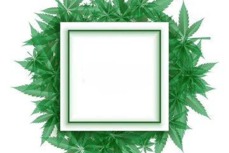 virginia medical marijuana card
