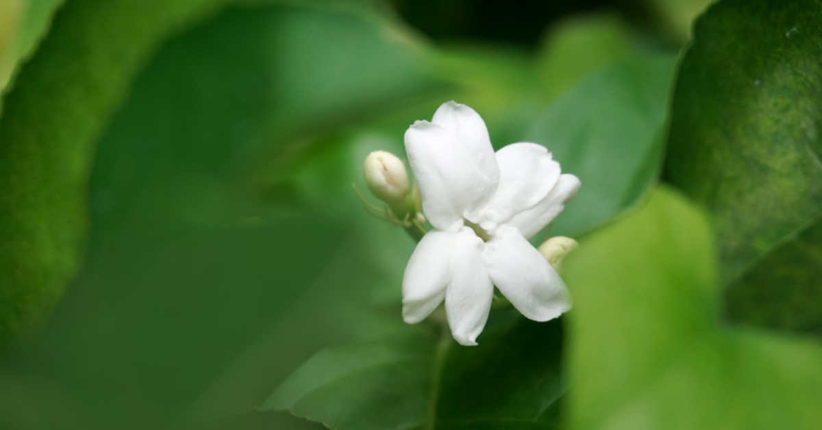 jasmine santal
