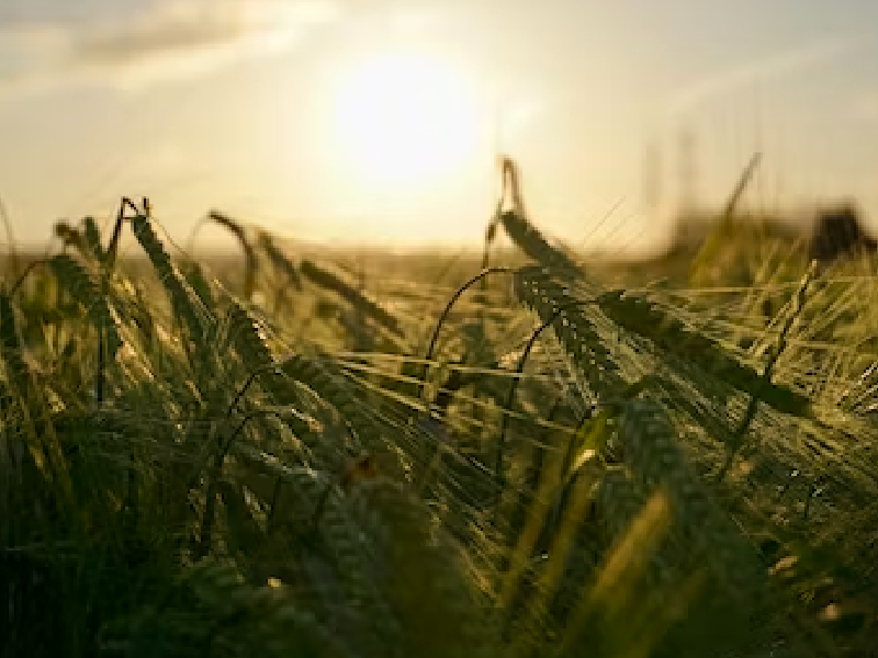 photosun viewer