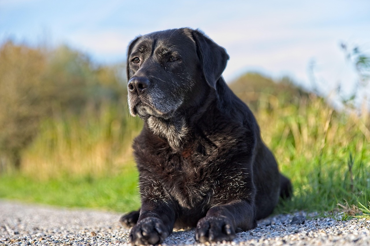 Senior Dog Joint Supplements in 2026: How to Choose Daily Mobility Support